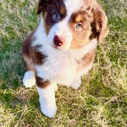 Miniature American Shepherd Puppies from Greenwood Acres Kennel
