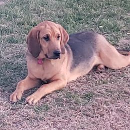 Bloodhounds from Compton CreekBloodhounds