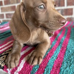 Sahara - Dachshund