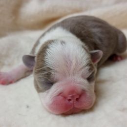 Comet - Lilac male Boston Terrier puppy in Corning, California from SB Bostons