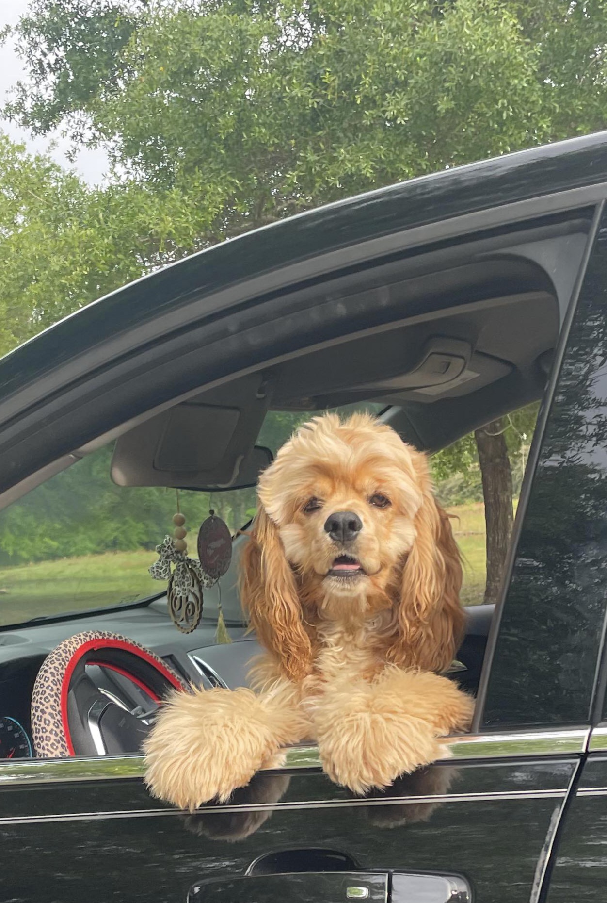 Cocker Spaniel Puppies from Gates Cocker Spaniels