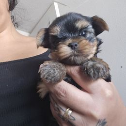 Girl 1 - Black and gold female Yorkshire Terrier puppy in Hesperia, California from Diamond Doll Yorkies