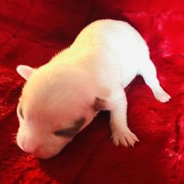Dasher - White male Chihuahua puppy in Framingham, Massachusetts from Boston Chi Chis