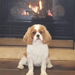 Cavalier King Charles Spaniel Puppies from Mapleview Cavalier King Charles Spaniels