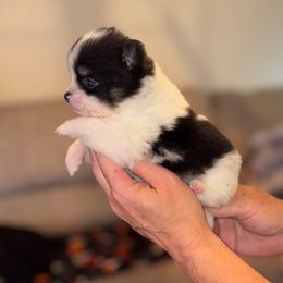 Tullie - Tri-colored female Pomeranian puppy in Gilmer, Texas from Fairchild Fancy Pomeranians and Coachella Pomeranians