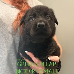 Green collar - Bi-color female German Shepherd puppy in Canterbury, Connecticut from Nachtwaechter German Shepherds, LLC