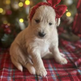 Comet - Cream female Goldendoodle puppy in The Woodlands, Texas from Gracie's Goldendoodles and Bernedoodles