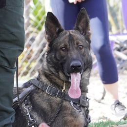 Ziva - German Shepherd