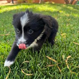 Milo - Black & white male Miniature Australian Shepherd puppy in Las Vegas, Nevada from Marii's Aussies