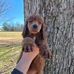 Black Collar - Red  female Poodle puppy in Henagar, Alabama from Windy Oak Kennels