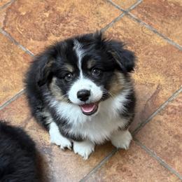Finnegan - Black and tan male Pembroke Welsh Corgi puppy in Menomonie, Wisconsin from Rocking Ridge Ranch