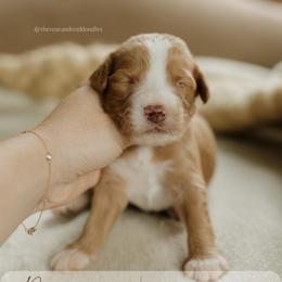 Pistachio - Red  male Goldendoodle puppy in Hiddenite, North Carolina from Rose and Reid Doodles