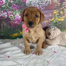 Lt Pink - Yellow female Labrador Retriever puppy in Newmanstown, Pennsylvania from Retrievers of Millbach