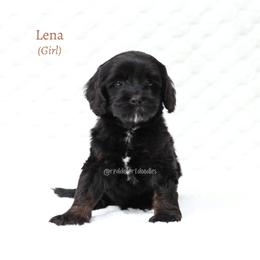 Lena - Black female Australian Labradoodle puppy in Hurricane, Utah from Red Desert Doodles