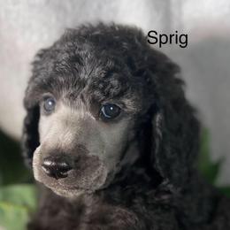 Sprig - Silver male Poodle puppy in Greenville, North Carolina from Grace Poodles