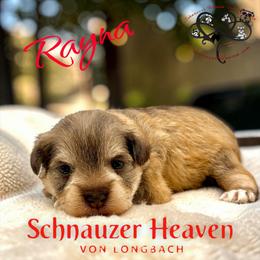 Rayna AKC - Wheaten female Miniature Schnauzer puppy in Pelzer, South Carolina from Schnauzer Heaven Von Longbach