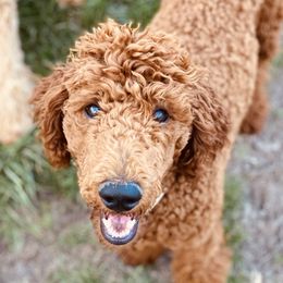 Draco - Poodle