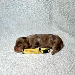 Mabel - Dapple female Dachshund puppy in Stilwell, Oklahoma from Mountain Top Dachshunds