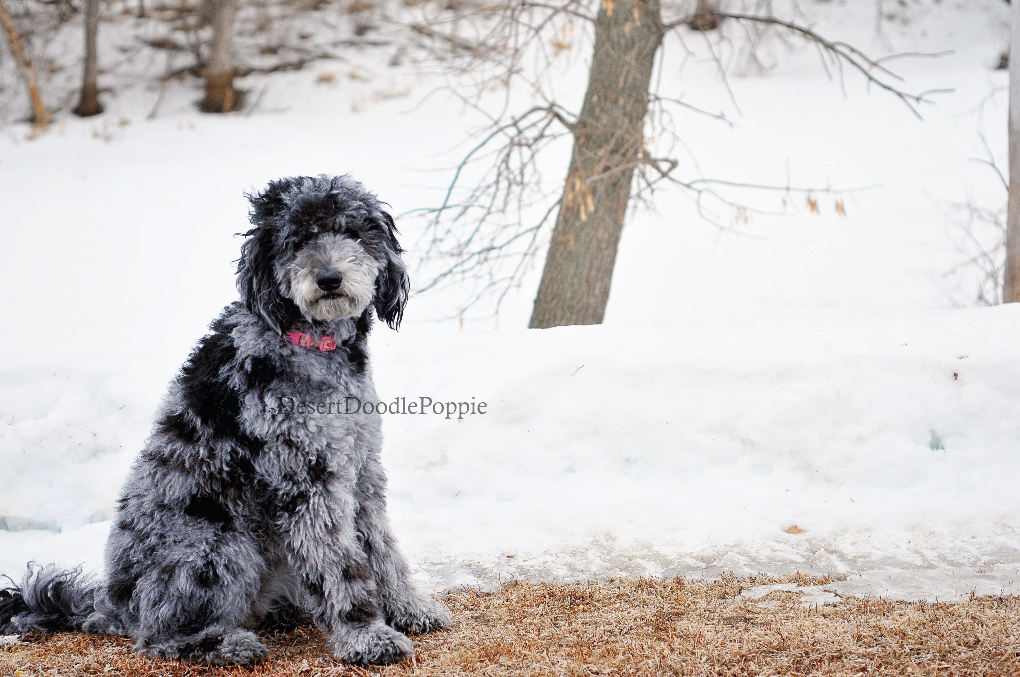 Grassland Doodles in South Dakota Goldendoodle puppies Good Dog
