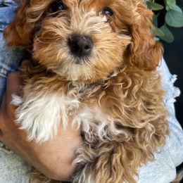 Assorted Doodle Crosses, Bernedoodle, and Cavachon Puppies from PitterPatterPuppiesNJ