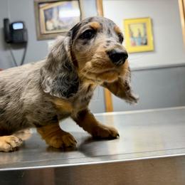 Dachshund Puppies from Dachshundsnextdoor