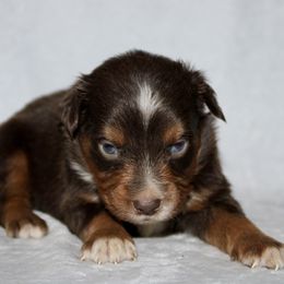 Brass - Miniature Australian Shepherd puppy in Paris, Texas from Kuttin’ Up Mini Aussies