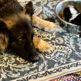German Shepherd and Miniature American Shepherd Puppies from Bouchard’s Best Shepherds