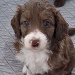 Augustus - Brown and white male Aussiedoodle puppy in Grand Saline, Texas from Aussies Acre