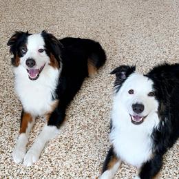 Goose - Miniature Australian Shepherd
