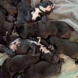Cane Corso Puppies from Knepper Cane Corsos