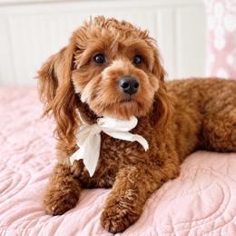 Ruby - Goldendoodle