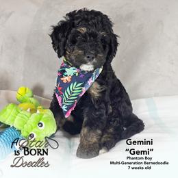 Gemini 'Gemi' - Black Collar - Phantom male Bernedoodle puppy in Jackson, Michigan from A Star is Born Doodles