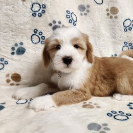 Roald - Gold and white male Tibetan Terrier puppy in Lane County, Oregon from Zara Tibetan Terriers