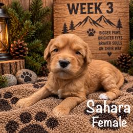 Sahara - Apricot female Australian Labradoodle puppy in Eastover, North Carolina from Joyful Hearts Australian Labradoodles