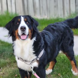 Cleo - Bernese Mountain Dog