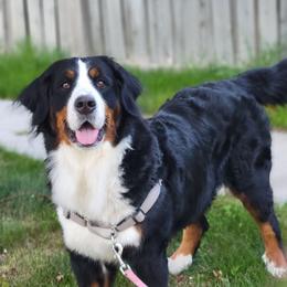 Cleo - Bernese Mountain Dog