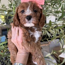 Ruse - Red female Cavapoo puppy in West Jordan, Utah from Ruby's Cavapoos