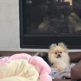 Pomeranian Puppies from Hemolele Poms