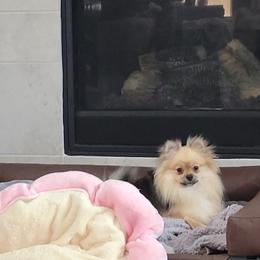 Pomeranian Puppies from Hemolele Poms