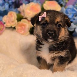 Nova - Black and tan female Companion Cross puppy in Austin, Texas from Cutest Corgi's of Austin