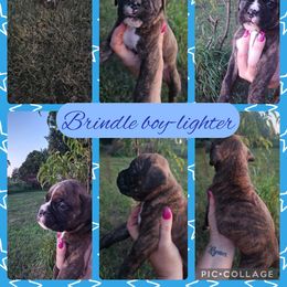 Boy 3 - Brindle male Boxer puppy in Hopkins, Michigan from Truax Farms