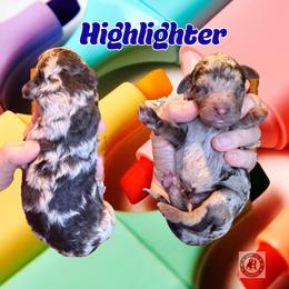 Highlighter - Chocolate merle male Bernedoodle puppy in Banner Elk, North Carolina from Walnut Tree Bernedoodles