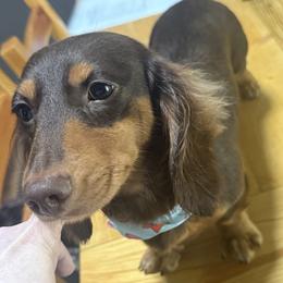 Denver - Dachshund