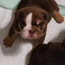 Bulldog and French Bulldog Puppies from JuneBug Bullies