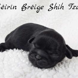 AKC Black Female - Black female Shih Tzu puppy in Las Vegas, Nevada from Beirin Breige Shih Tzus