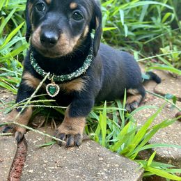 Dachshund Puppies from Memaw’s Minis Babies Doxies