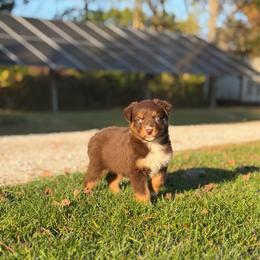 Chucky - Red tri-color male Australian Shepherd puppy in Argyle, Iowa from Country Time Kennels