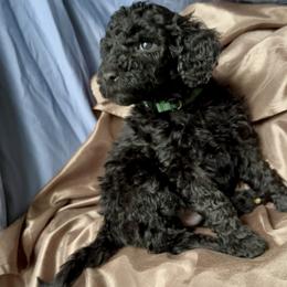 Woodstock - Black male Goldendoodle puppy in Sterling, Connecticut from Justine’s Retrievers and Doodles