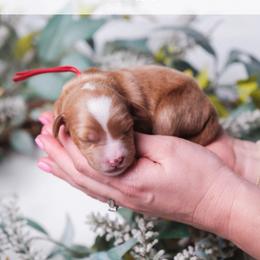 Oak - Red  male Goldendoodle puppy in New Lenox, Illinois from New Doods On The Block