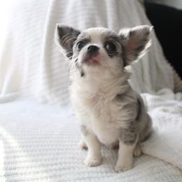 CKC Merle George - Merle male Chihuahua puppy in Brooklyn, New York from Cuties 4 You